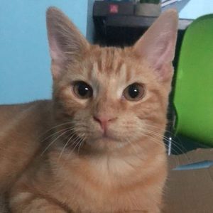 Meet your Posher, Cori